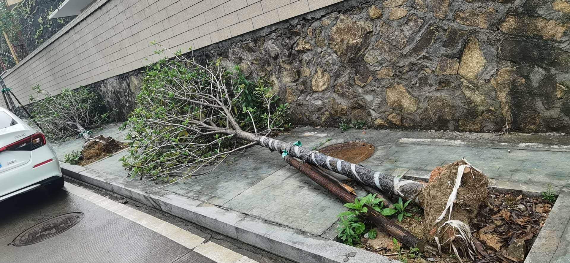 去年台风吹倒的绿植，到现在清明了都没人来重新扶起种植