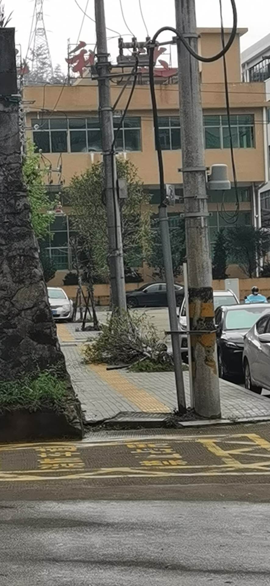 去年台风吹倒的绿植，到现在清明了都没人来重新扶起种植