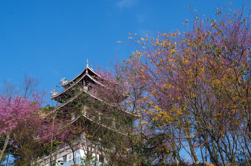 唐寨山的櫻花